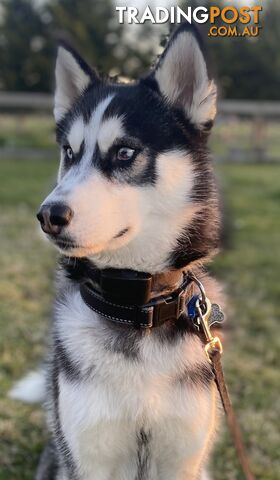 Siberian Husky Puppy - 9 months old