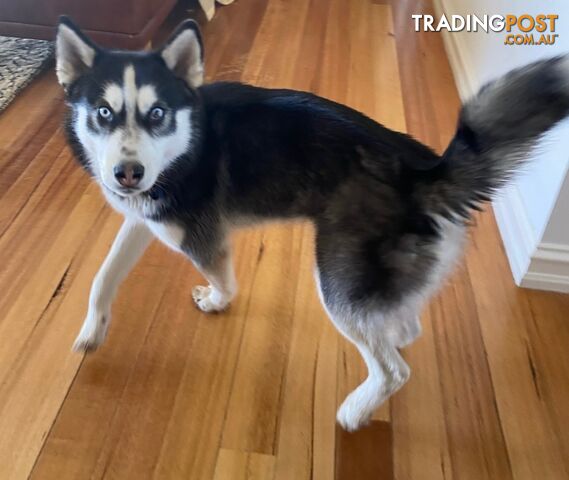 Siberian Husky Puppy - 9 months old