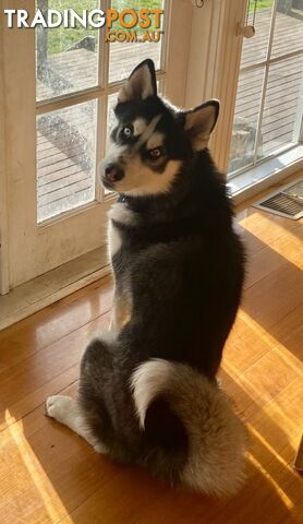 Siberian Husky Puppy - 9 months old