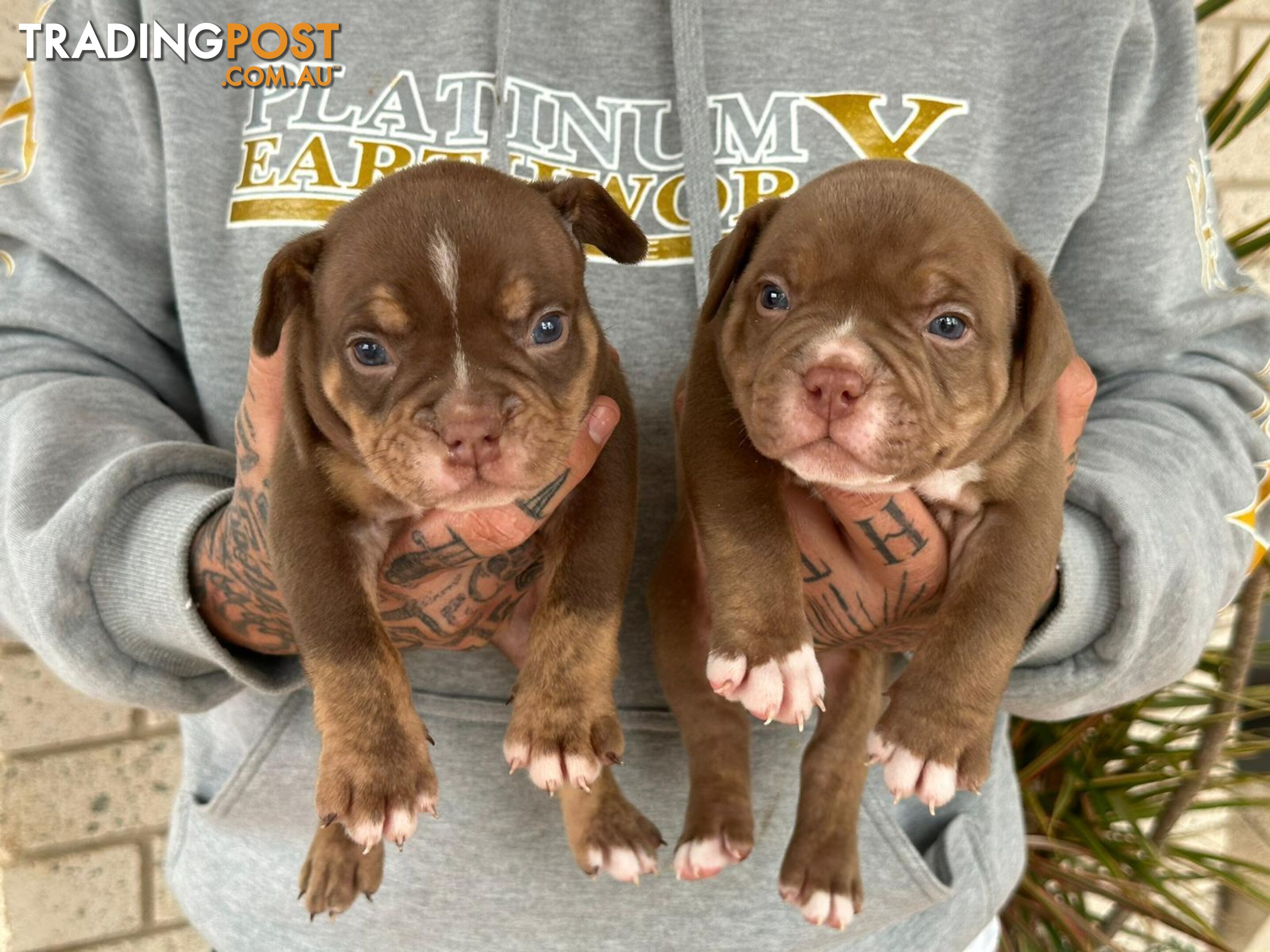 Beautiful pocket bully pups available