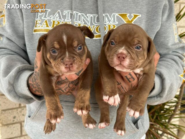 Beautiful pocket bully pups available NOW