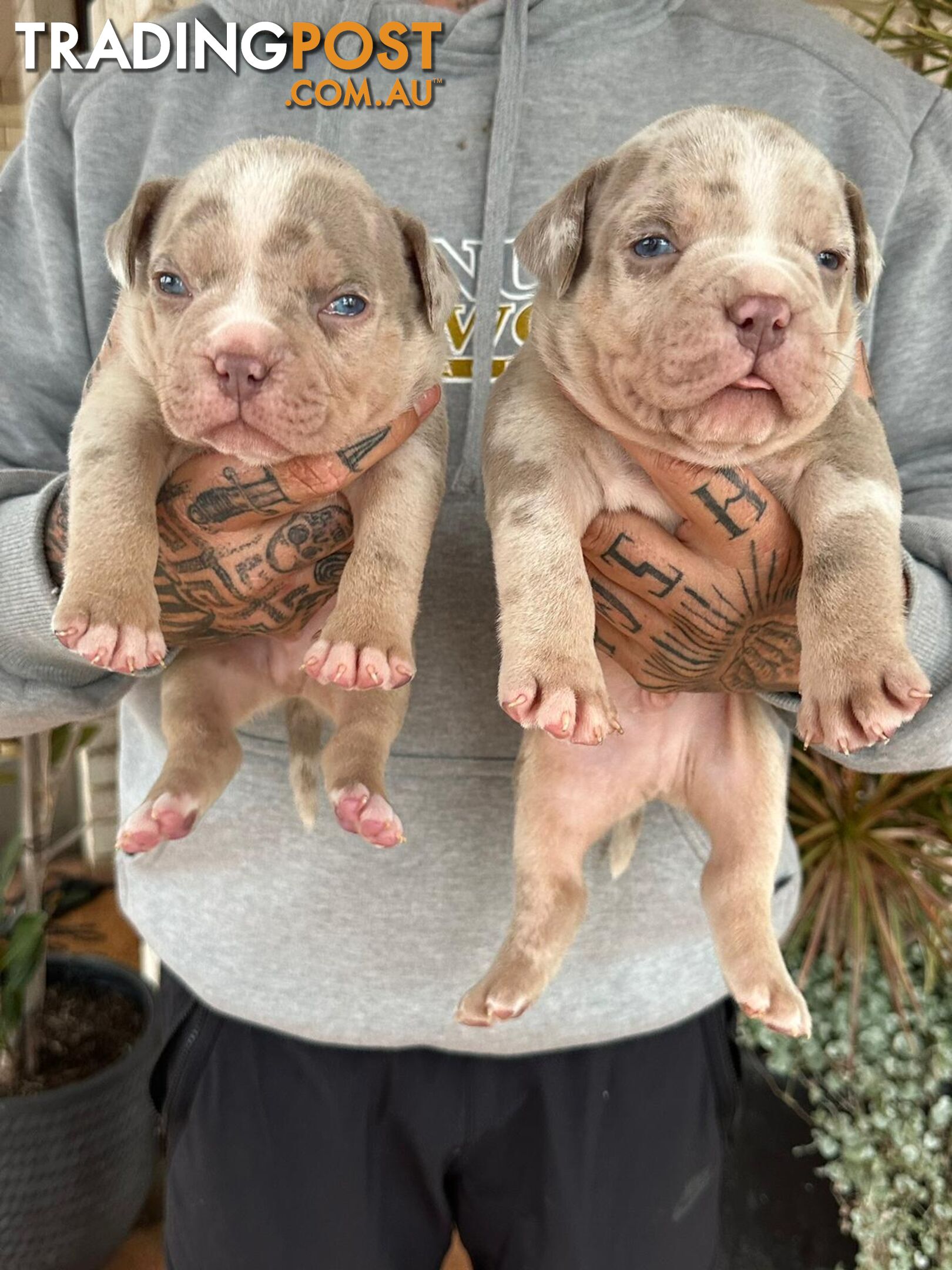 Beautiful pocket bully pups available