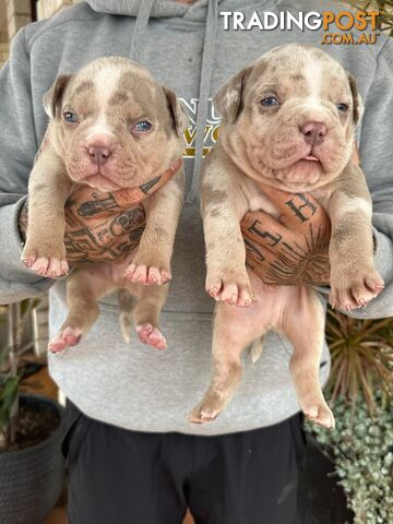 Beautiful pocket bully pups available NOW