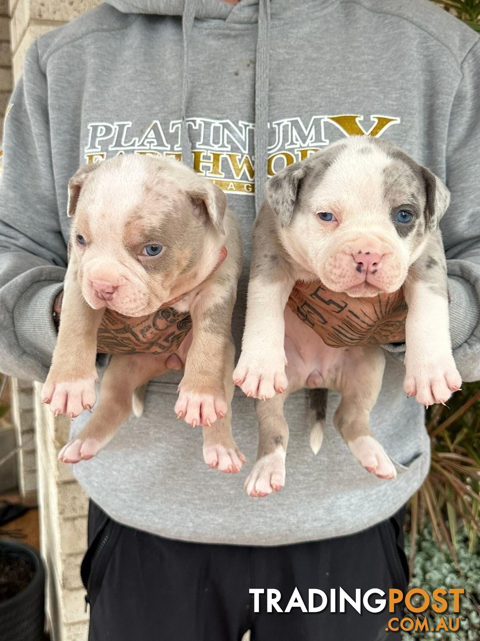 Beautiful pocket bully pups available