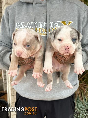 Beautiful pocket bully pups available NOW