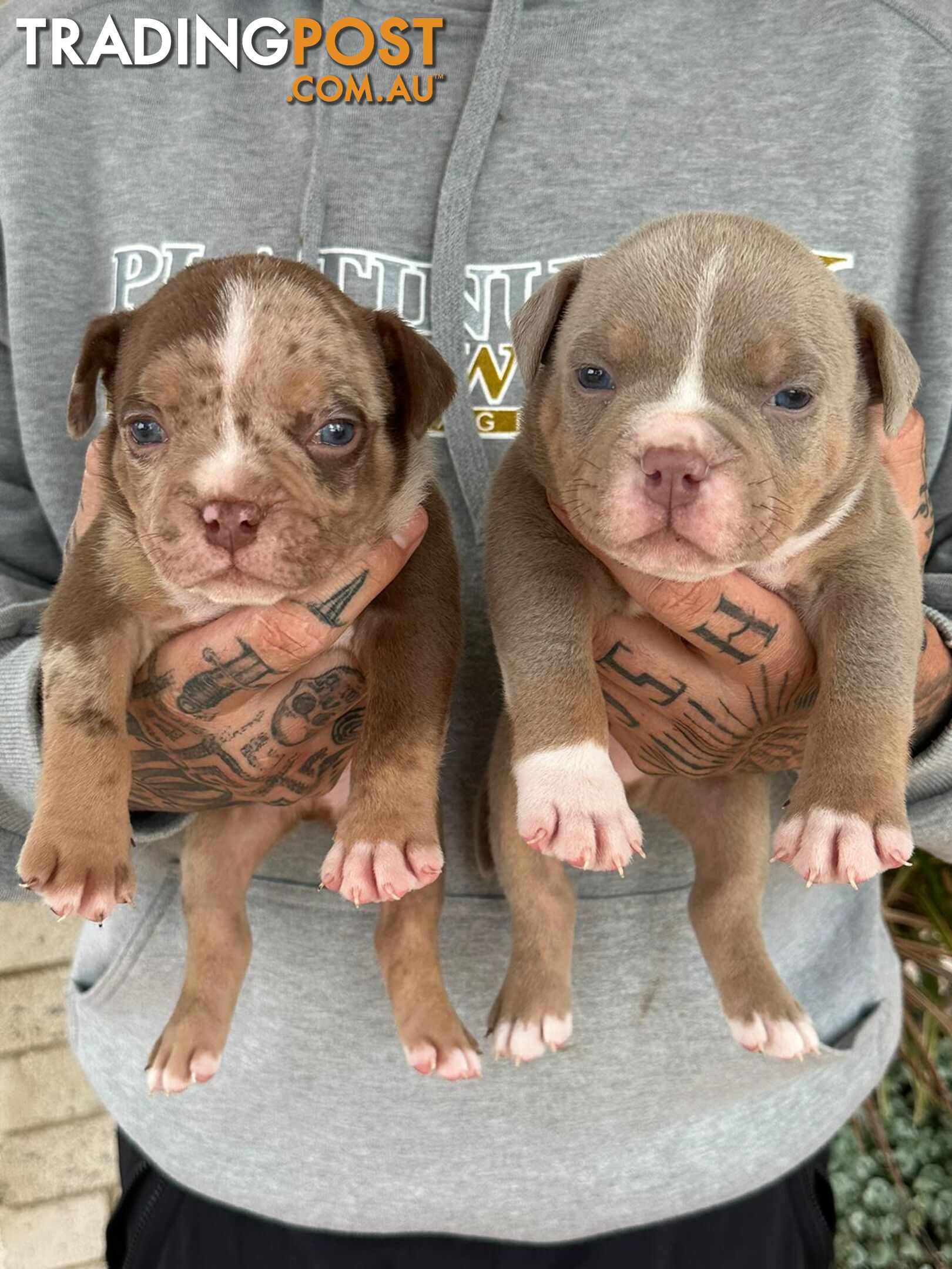 Beautiful pocket bully pups available