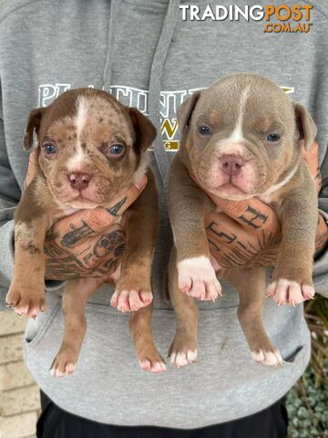 Beautiful pocket bully pups available NOW