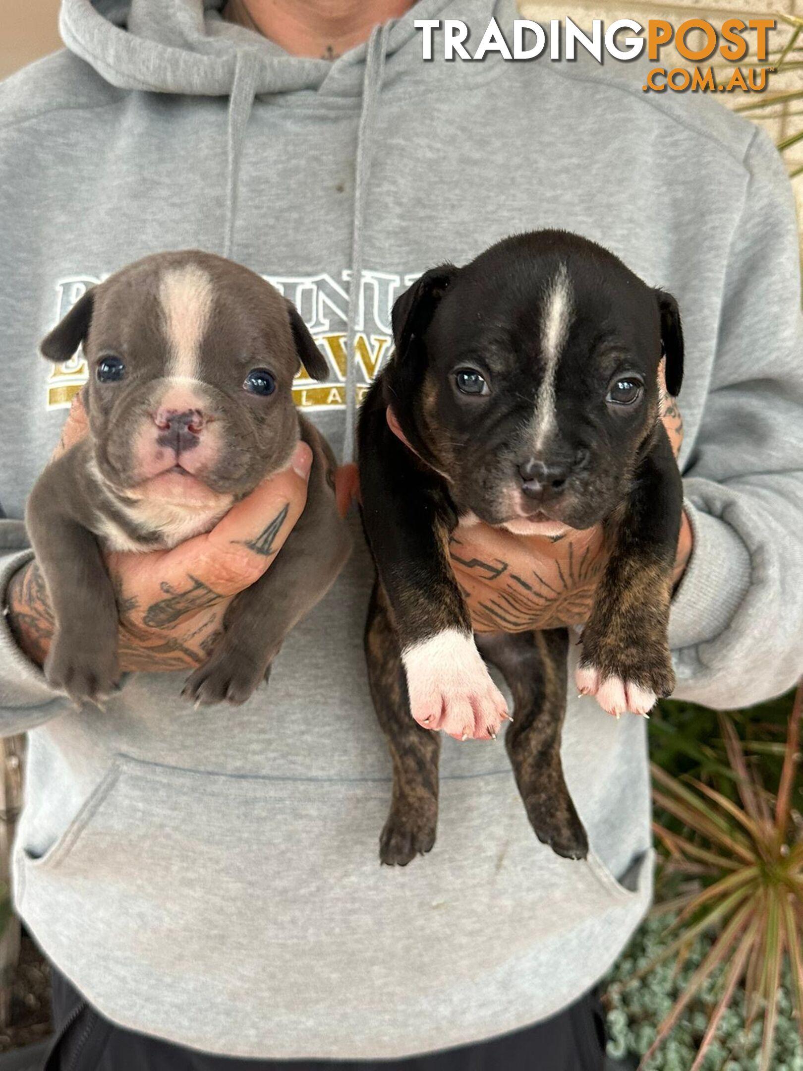 Beautiful pocket bully pups available