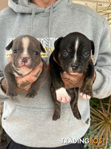 Beautiful pocket bully pups available NOW