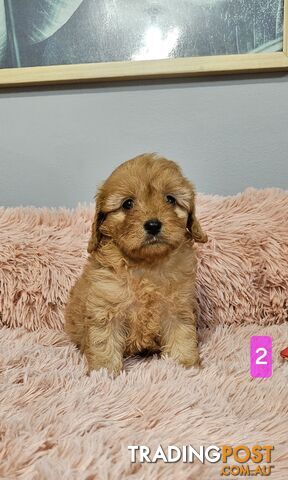 Cavoodle (MINIATURE)