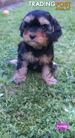 Cavoodle (MINIATURE) Ready