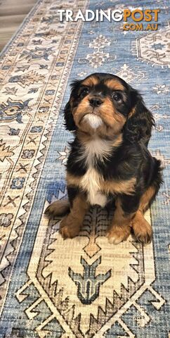 Cavalier king charles spaniel purebred