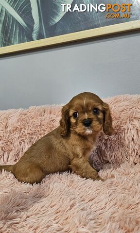 Cavalier king charles spaniel purebred