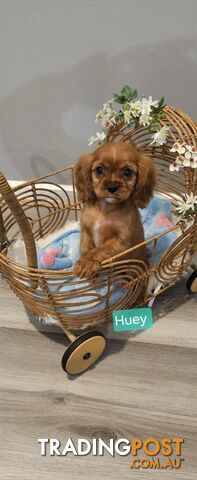 Cavalier king charles spaniel purebred