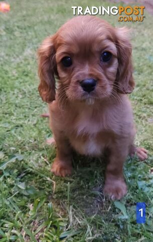 Cavalier king charles spaniel purebred