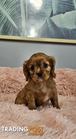 Cavalier king charles spaniel purebred