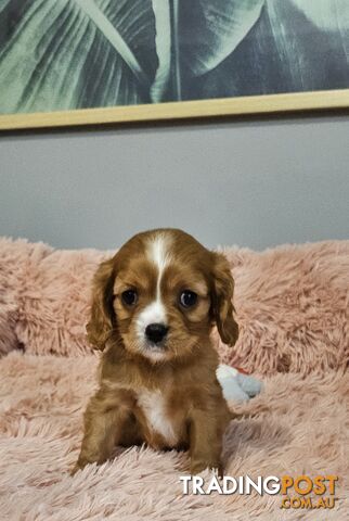 Cavalier king charles spaniel purebred