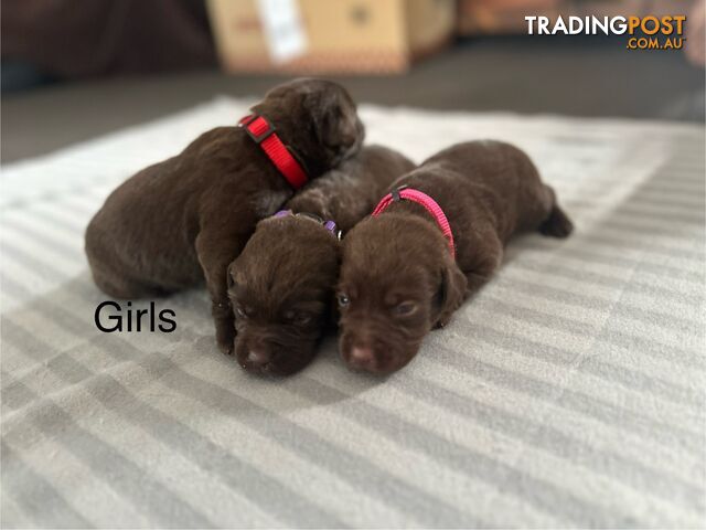 Labrador Purebred puppies