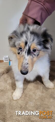 3 rough collie (lassie) pups