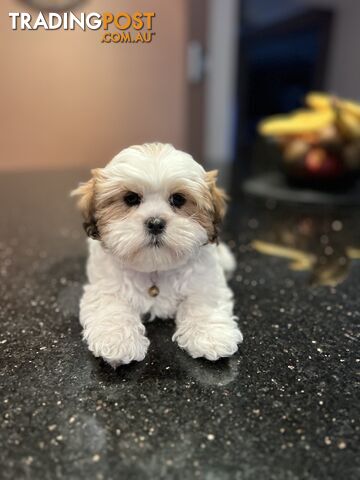 4 weeks Maltese puppies