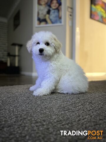 Bichon Frise - Ready to go now