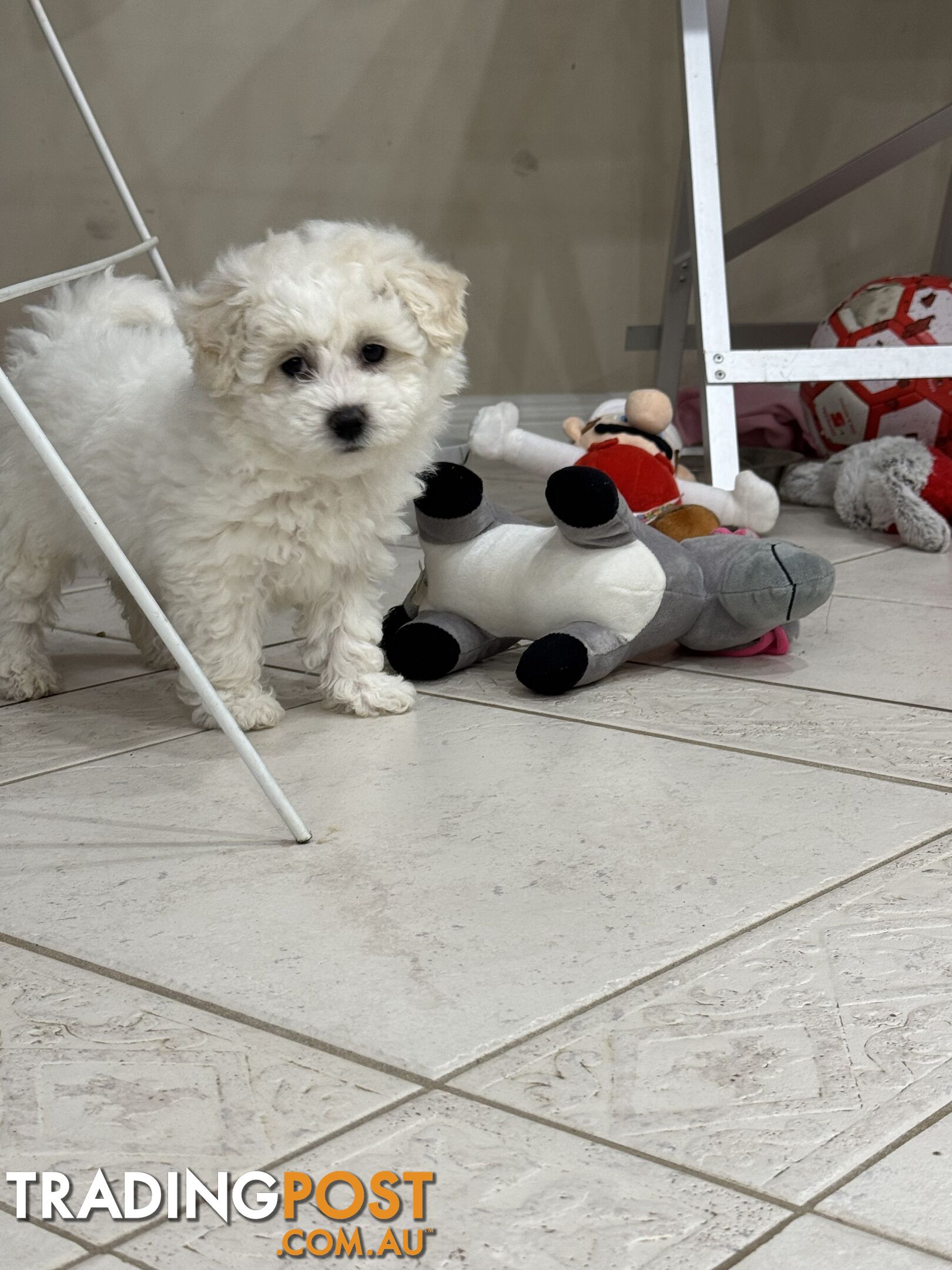 Bichon Frise