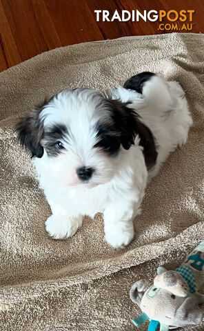 Adorable super fluffy Maltese Shihtzu puppies