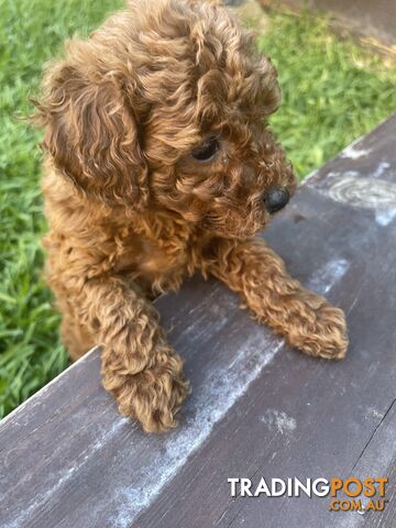 Pure Breed Ruby Red Toy Poodles