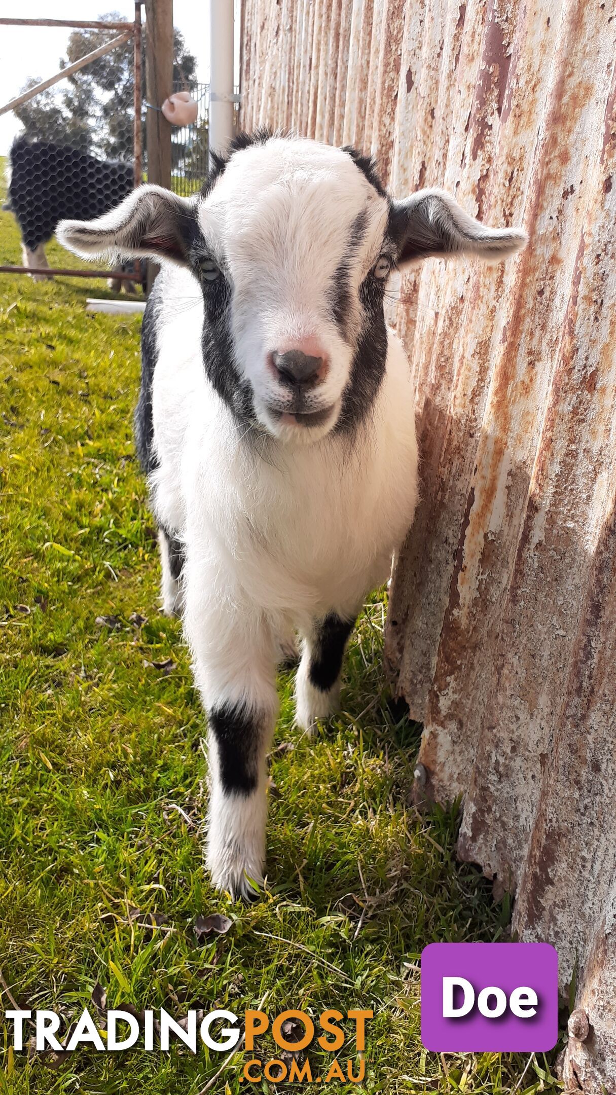 Pygmy goat kids