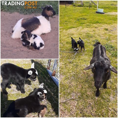 Pygmy goat kids