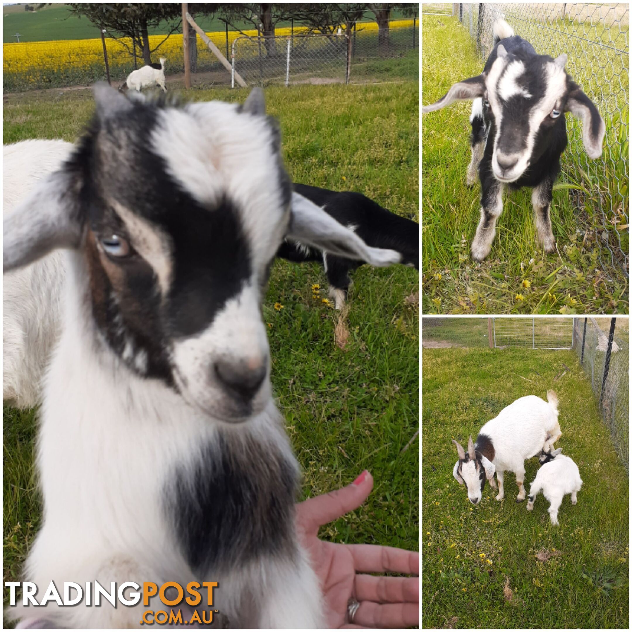 Pygmy goat kids