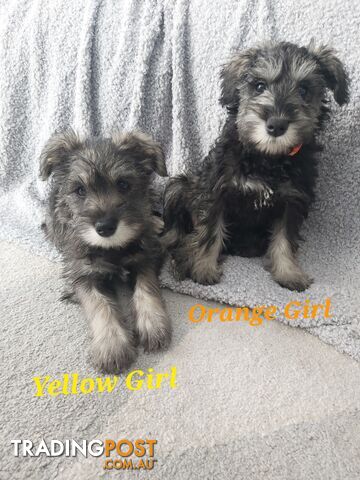 Purebred miniature schnauzers