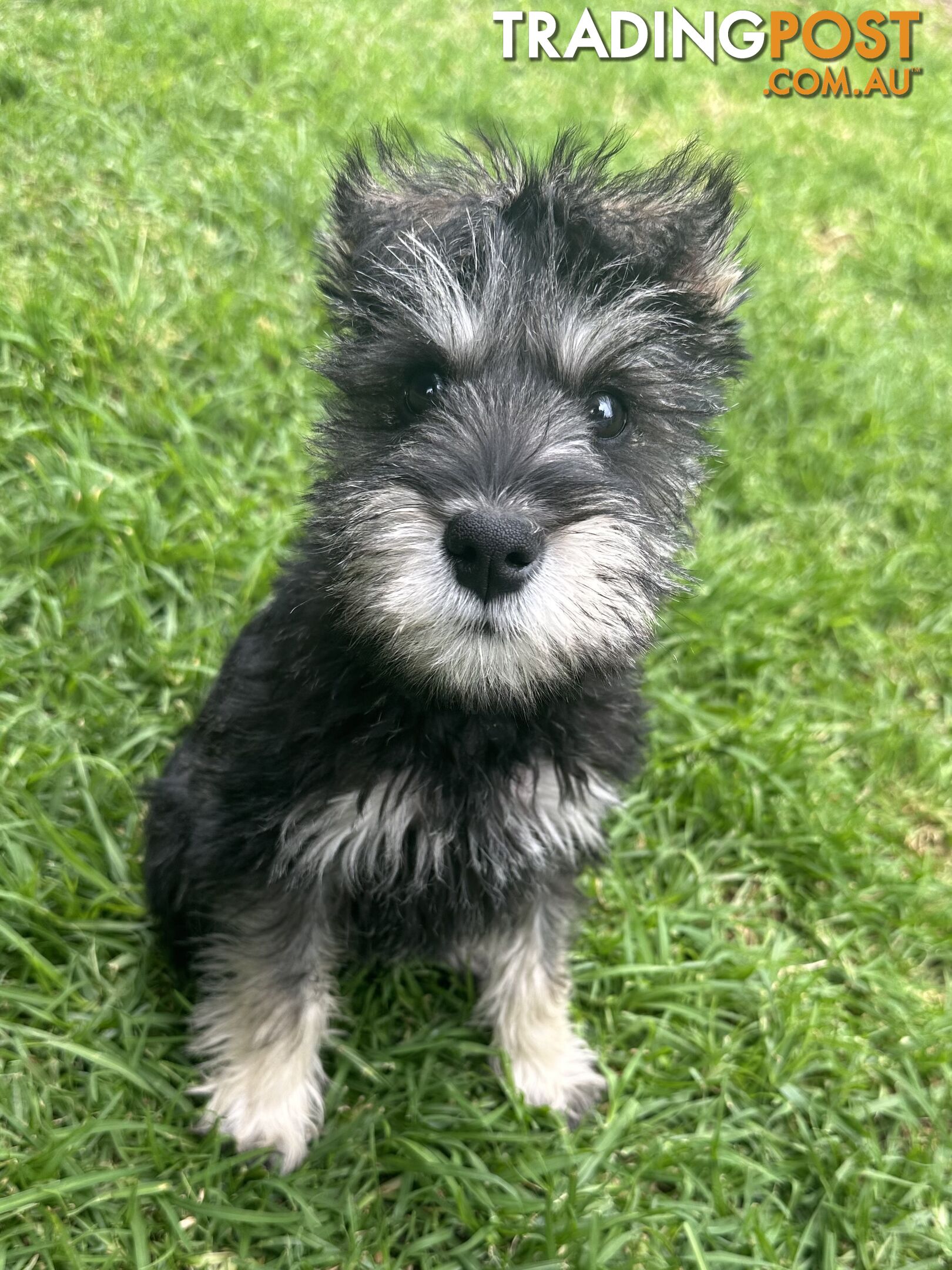 Purebred miniature schnauzer