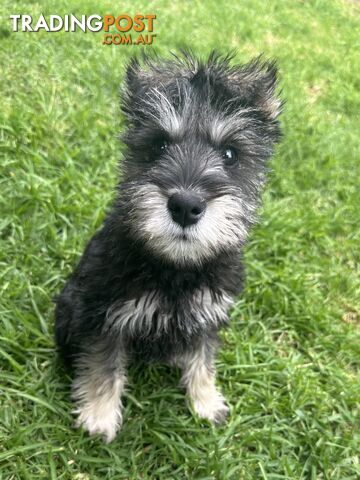 Purebred miniature schnauzer