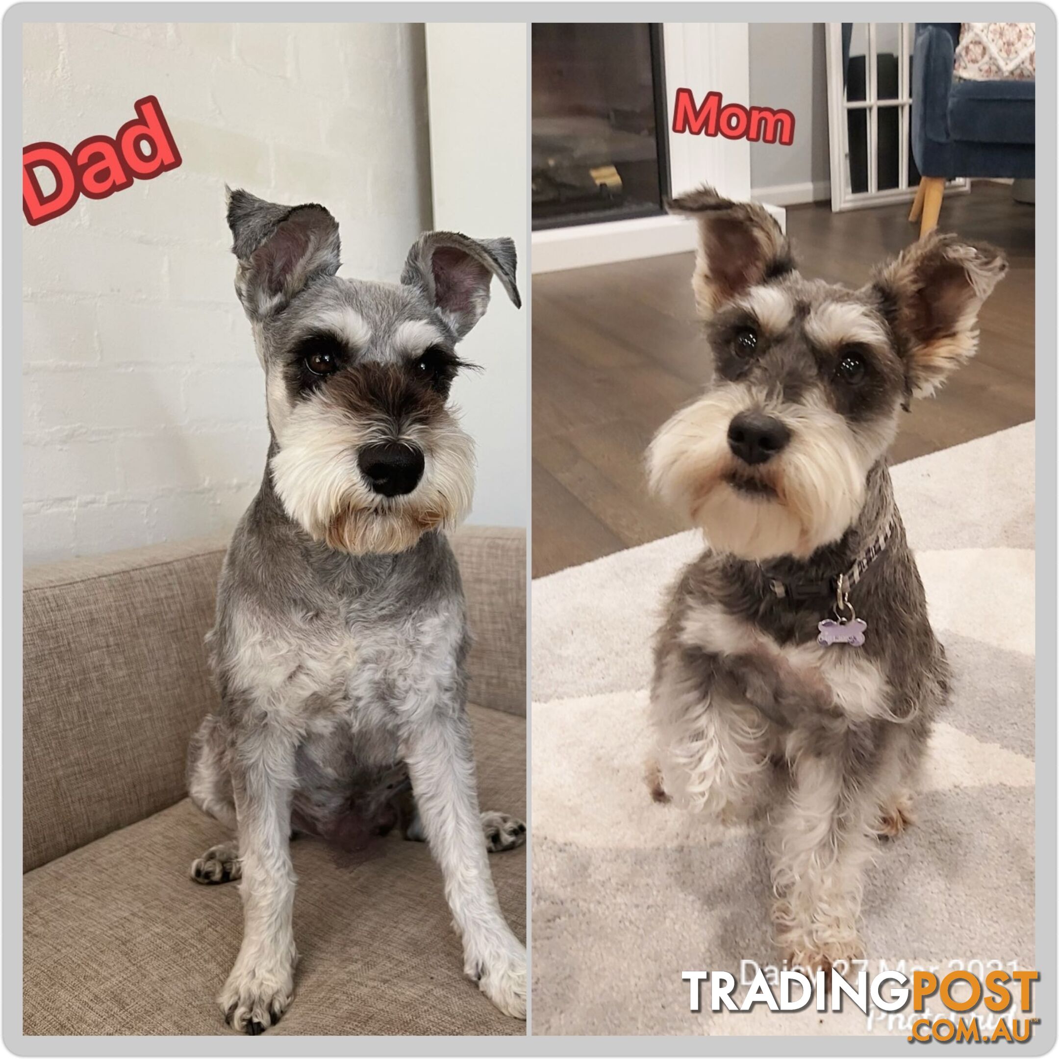 Purebred miniature schnauzer