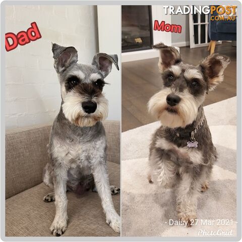 Purebred miniature schnauzer