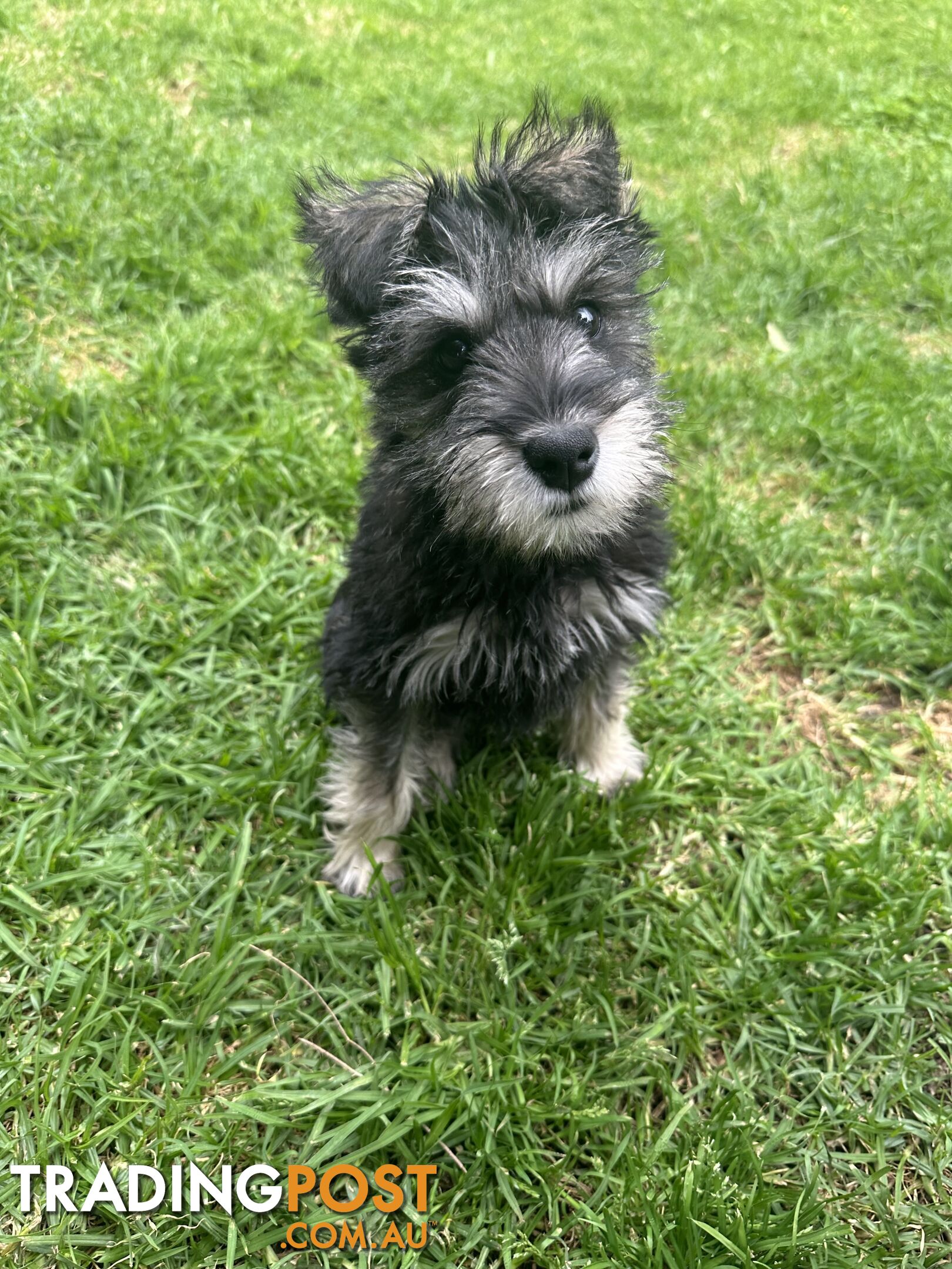 Purebred miniature schnauzer