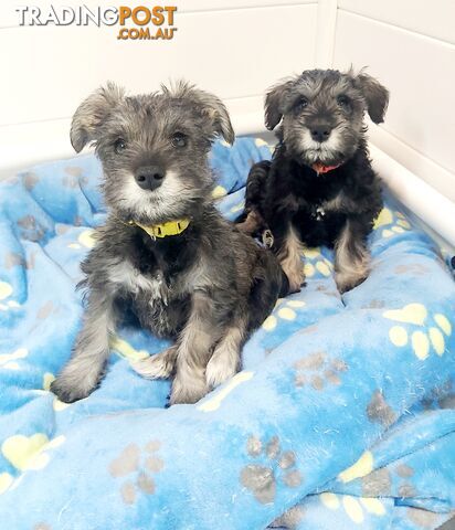 Purebred miniature schnauzers