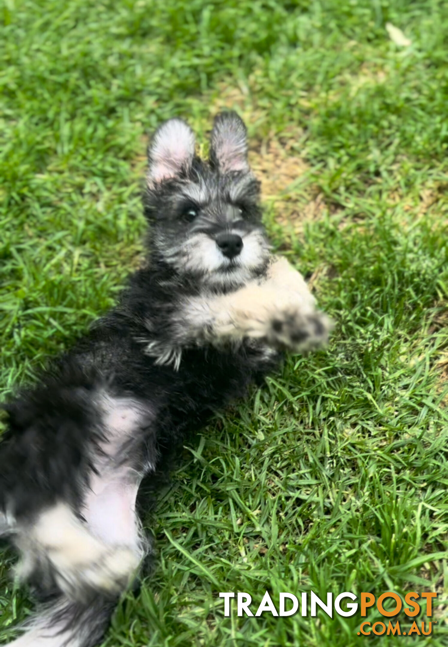 Purebred miniature schnauzer