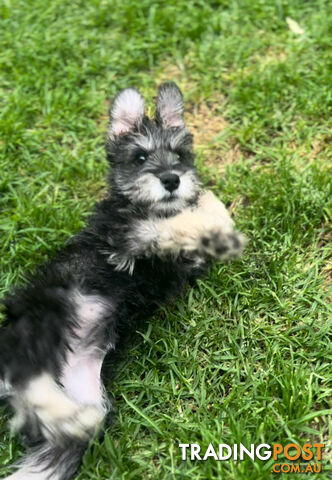 Purebred miniature schnauzer