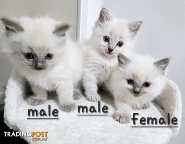 Purebred Ragdoll Kittens