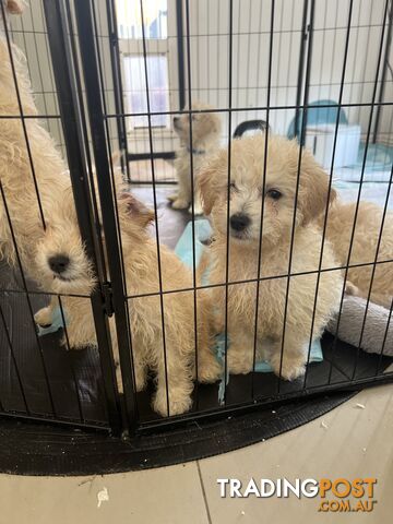 Maltese x poodle puppies