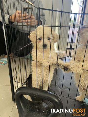 Maltese x poodle puppies