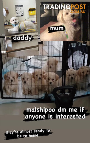 Maltese x poodle puppies