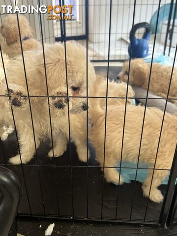 Maltese x poodle puppies