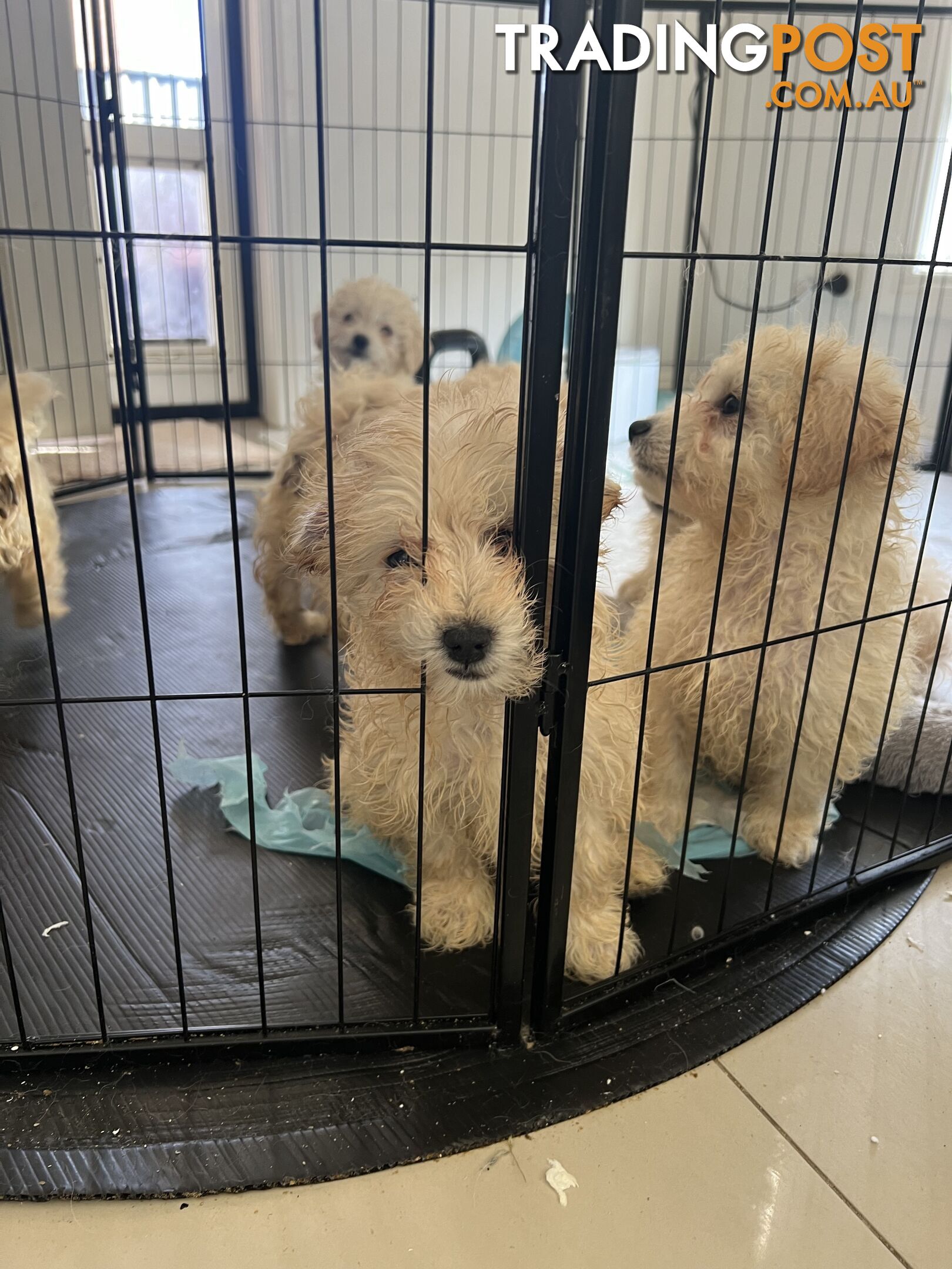 Maltese x poodle puppies