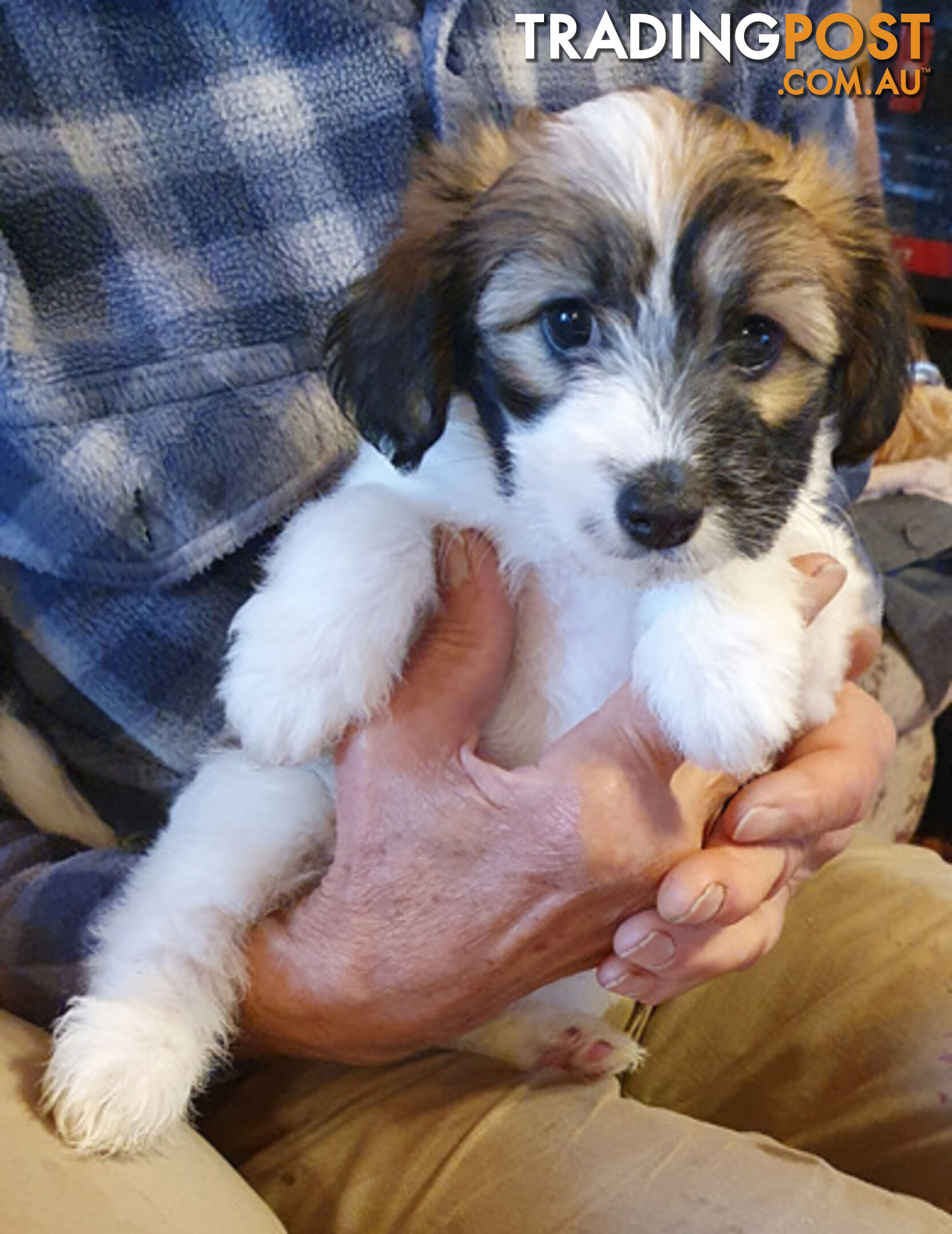 6 sweet gentle exotic Chinese crested powder puff puppies, 2 female, 4 male