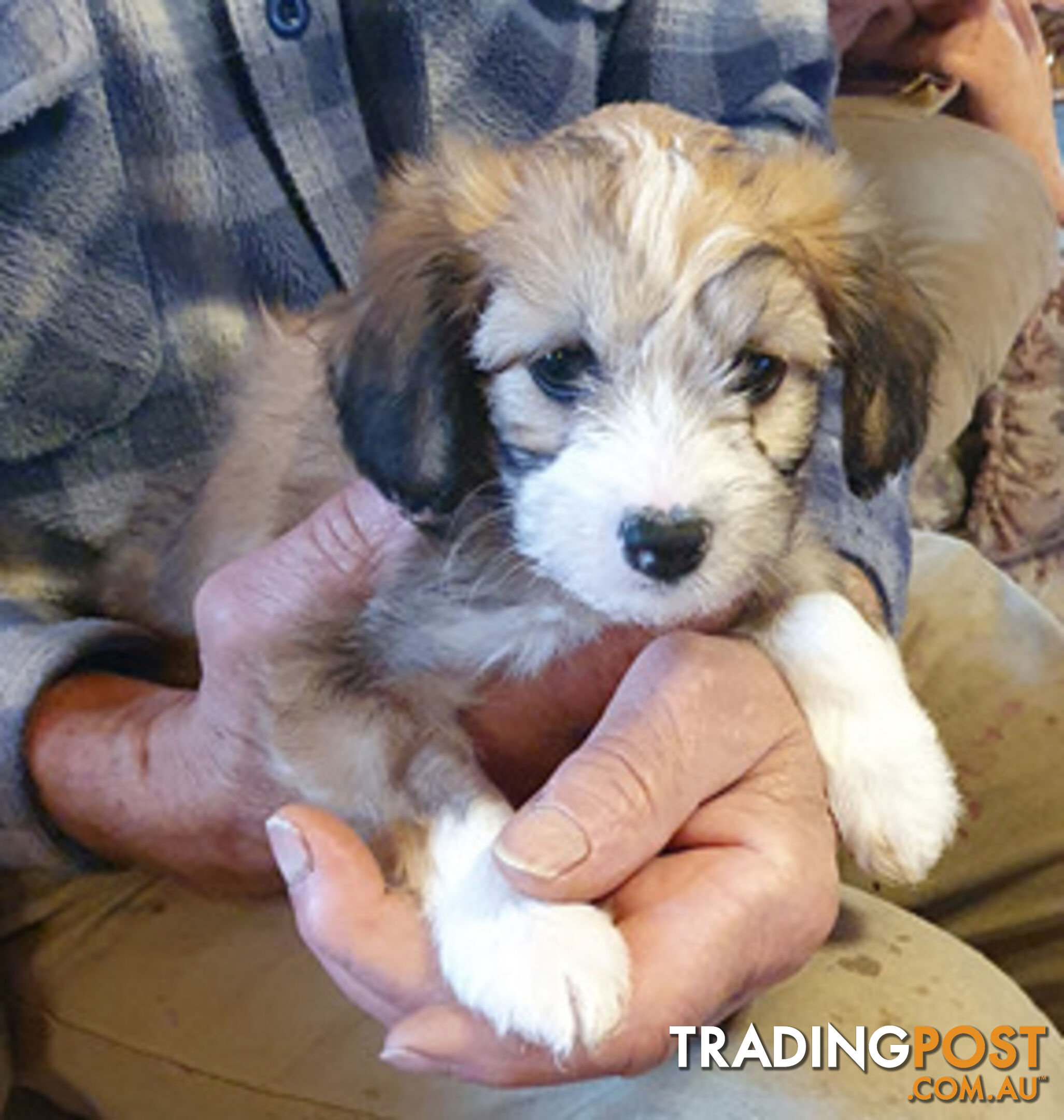 6 sweet gentle exotic Chinese crested powder puff puppies, 2 female, 4 male