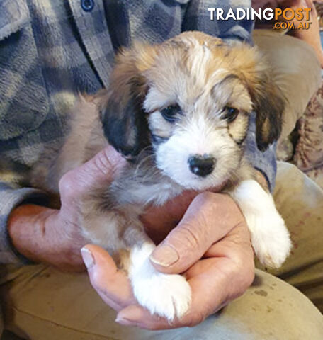 6 sweet gentle exotic Chinese crested powder puff puppies, 2 female, 4 male