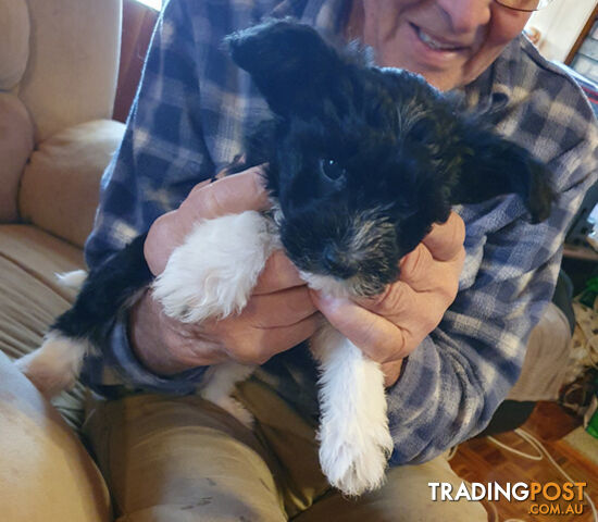 6 sweet gentle exotic Chinese crested powder puff puppies, 2 female, 4 male